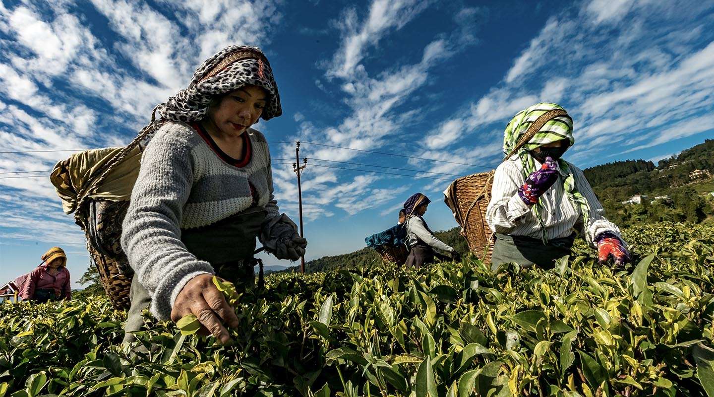 women in farm